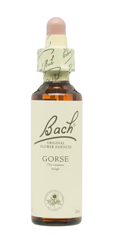 [5000488103892] Gorse Nº 13 "Ulex Europaeus Aulaga" 20 Ml. Flores Bach