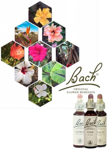 [5000488104004] Pine *Pino Silvestre* Nº 24 20Ml. (Bach Flowers)